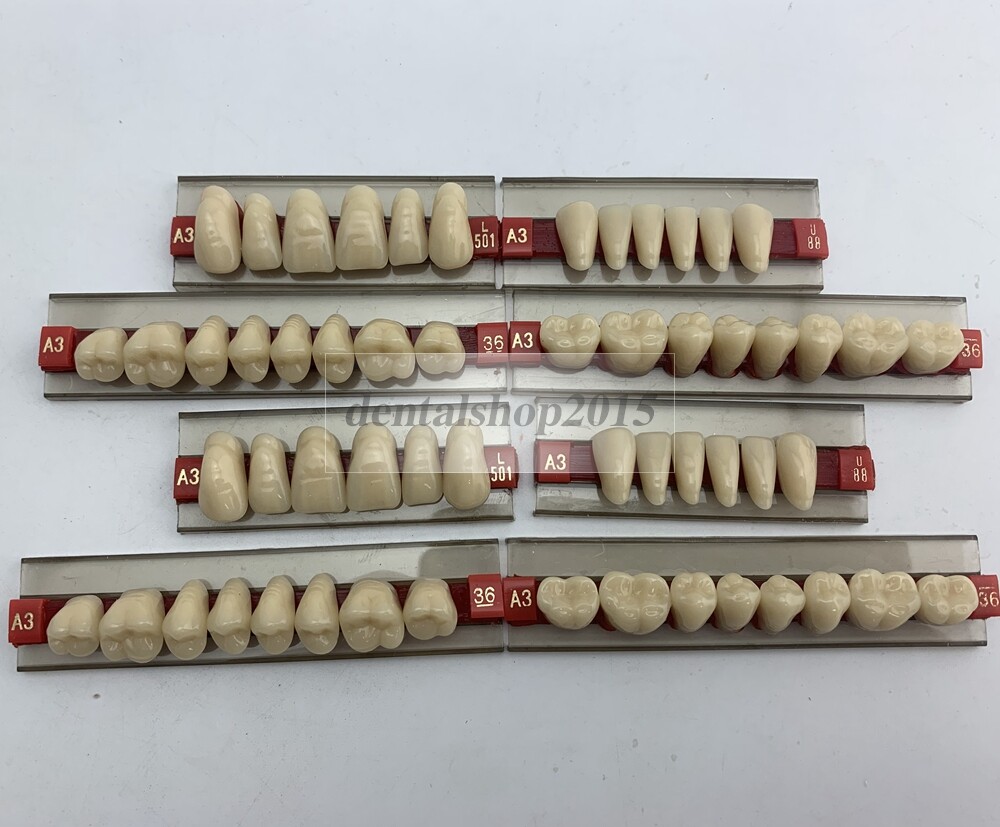 upper lower Acrylic Resin Teeth 2-layer denture teeth dental 501 color A3