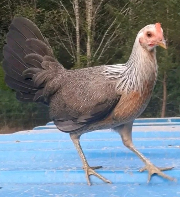 12 Chicken Hatching Eggs.