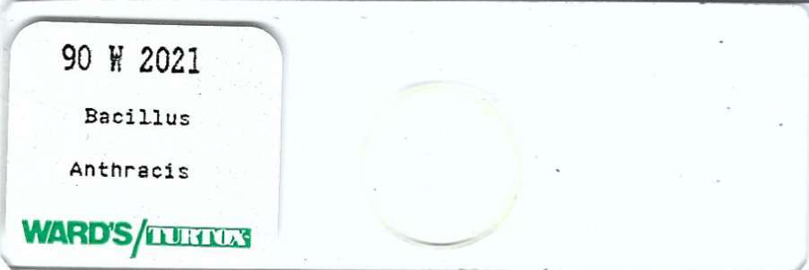 Bacillus anthracis Microscope Slide Ward's