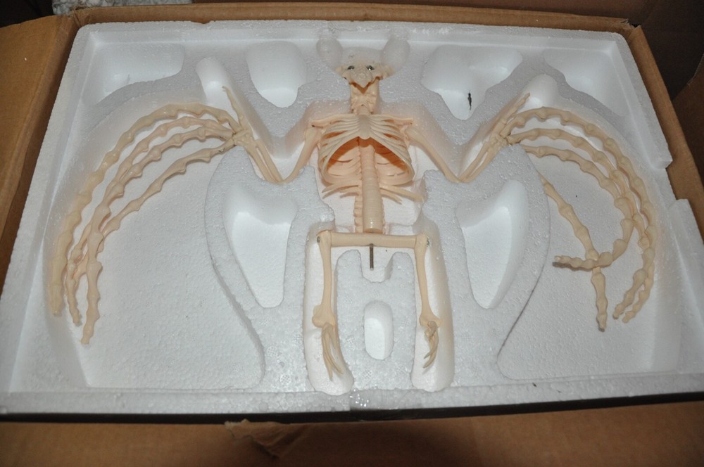 Veterinary Anatomy Bat Skeleton Display Teaching Model with  stand Halloween