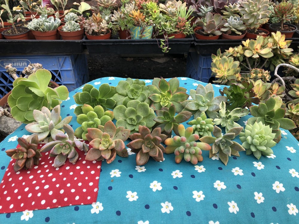 100 Cutting Mix Colorful Succulents 2-8”
