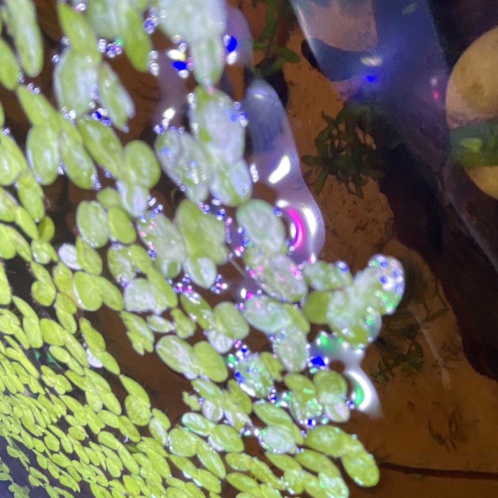 Giant duckweed-easy care level plant.