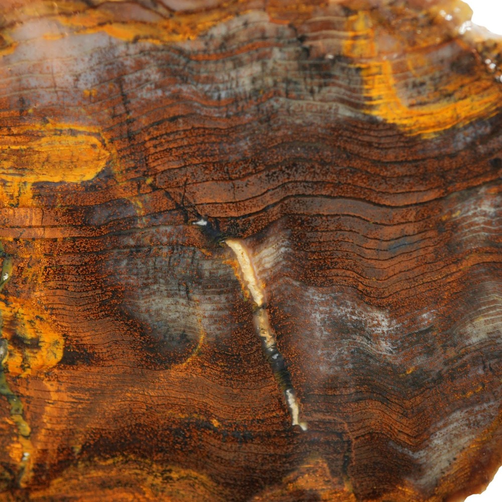 Mystery Petrified Wood Slab - Hematite Herringbone Pattern