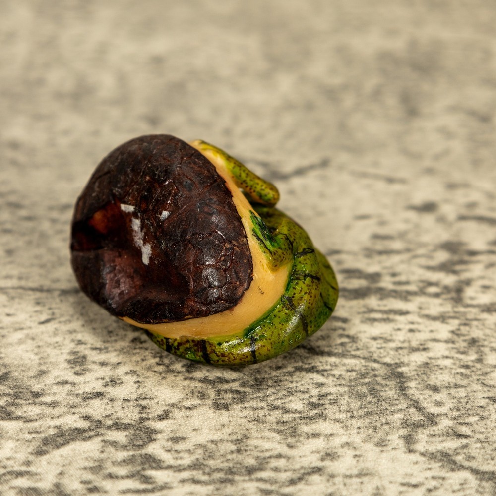 Green Iguana Lizard Tagua Nut Carving