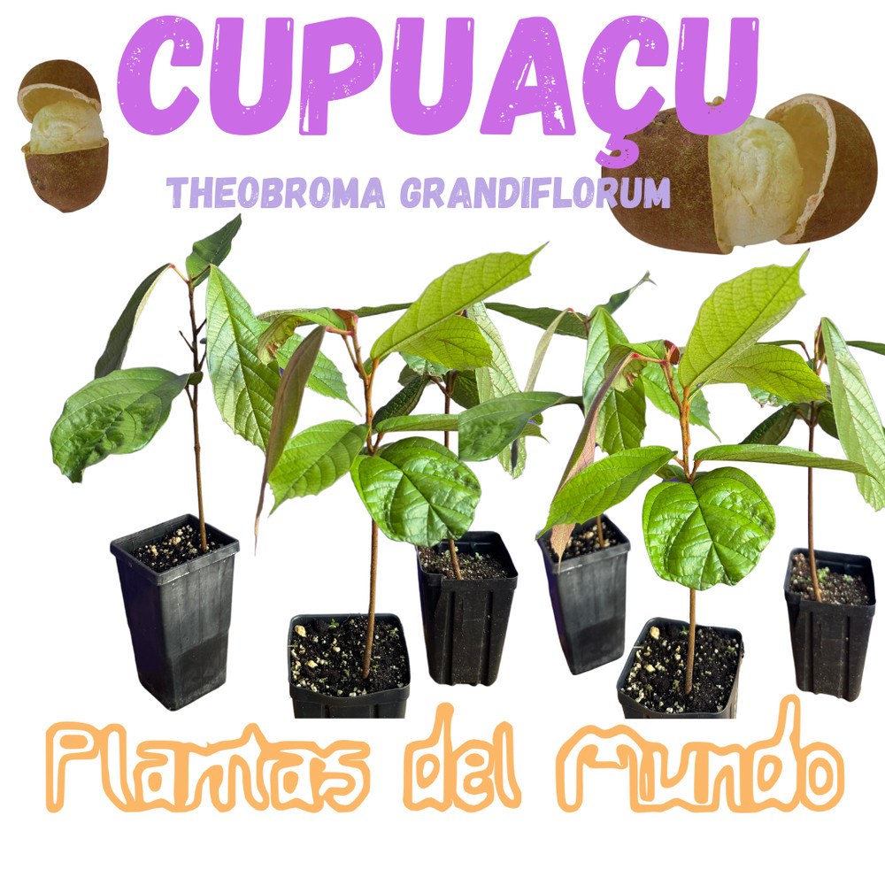 cupuaçu tree