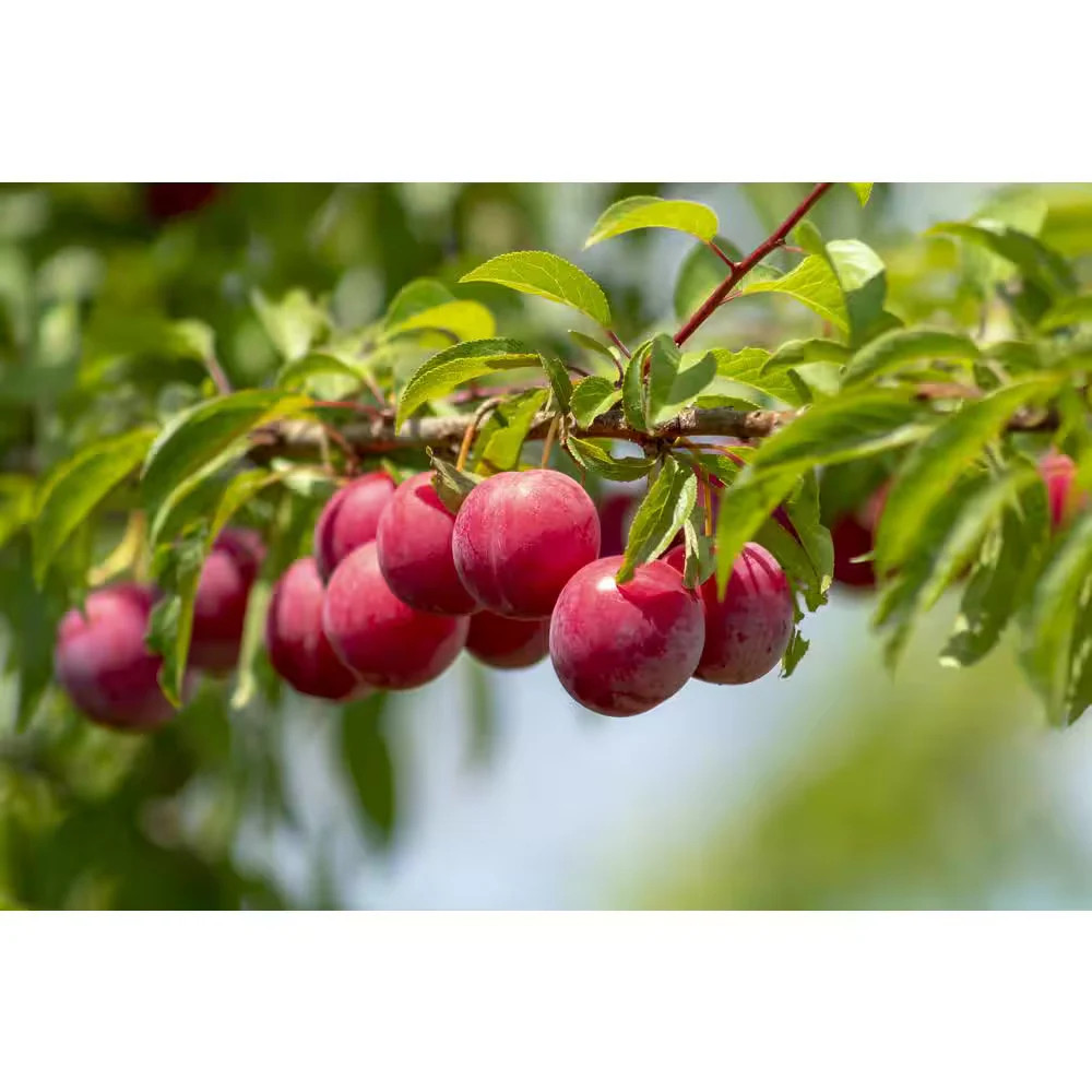 Online Orchards Dwarf Santa Rosa Plum Tree Bare Root Fruit Tree FTPL003