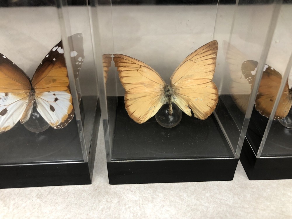 7 Mounted Butterfly Specimens In Acrylic Cases