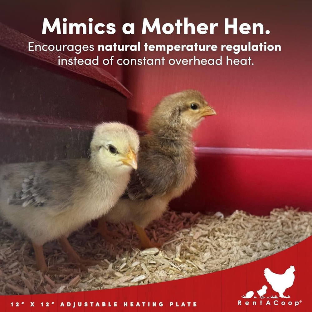 Adjustable Heating Plate 12x12” for 20 Chicks – Energy-Efficient & Safe Design