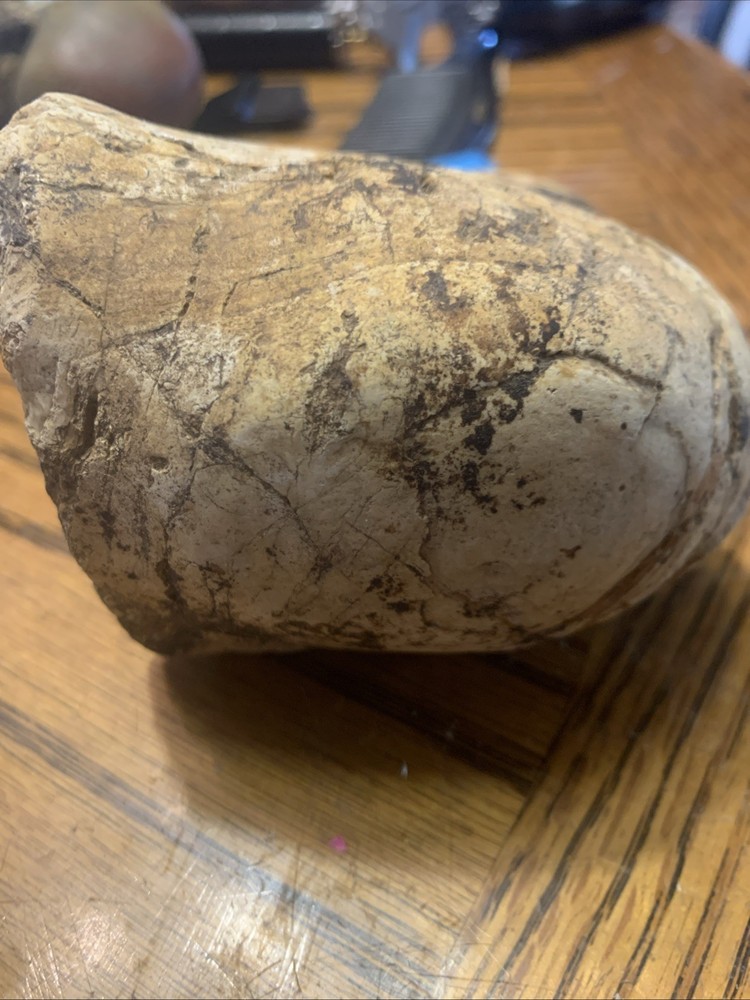 Fossils