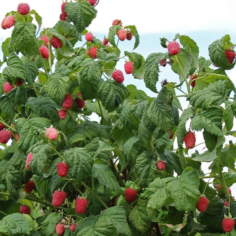 3 Caroline Raspberry Bush - Rubus idaeus - Starter Plug