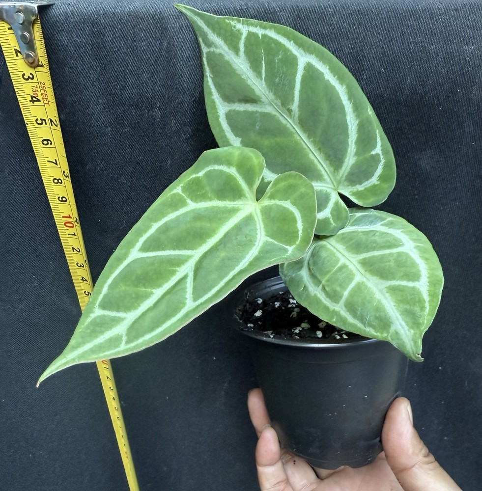 Anthurium cristallinum