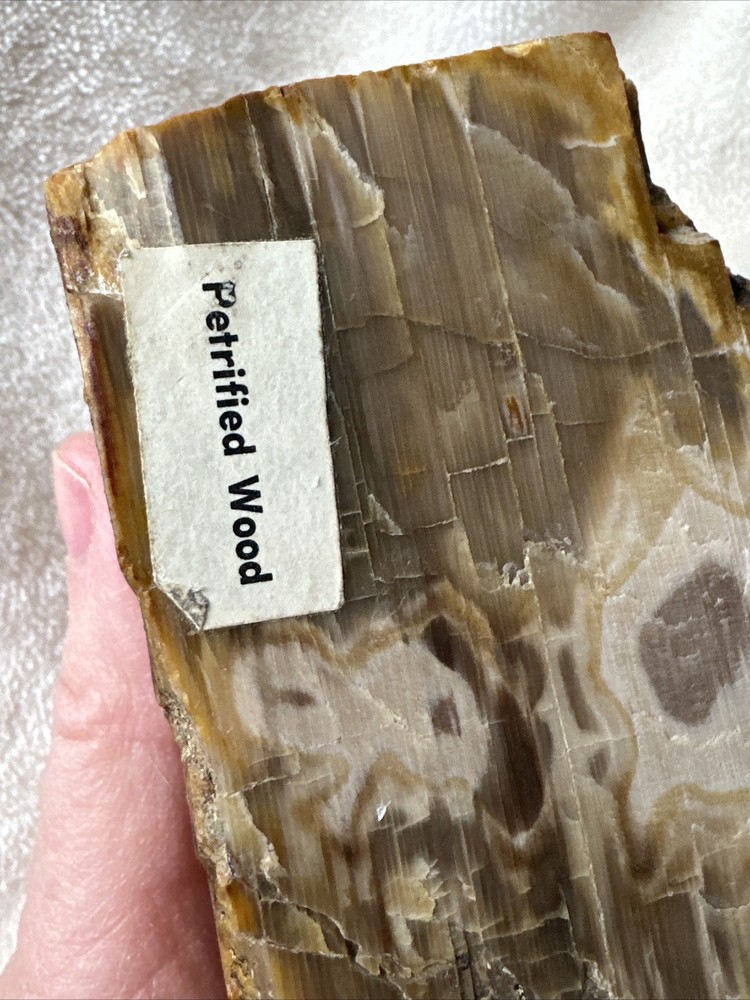 Petrified Wood