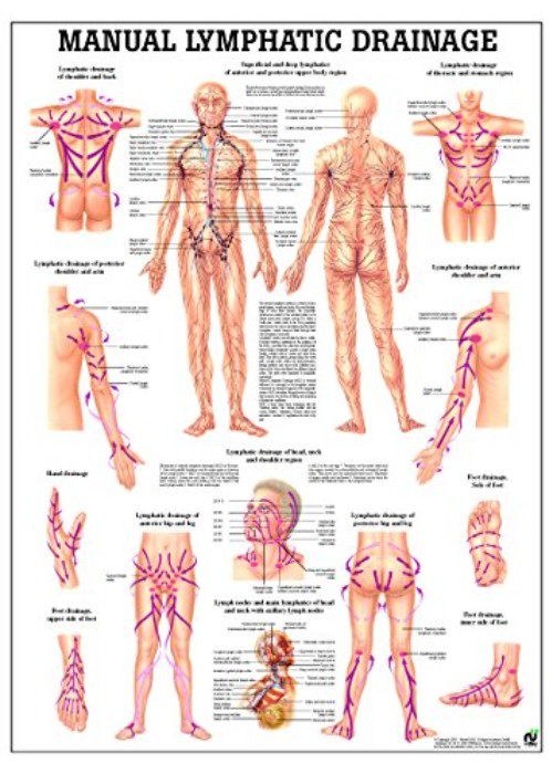 Professional Lymphatic Drainage Chart*