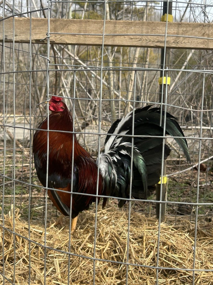 Assorted Hatching Eggs- One Dozen