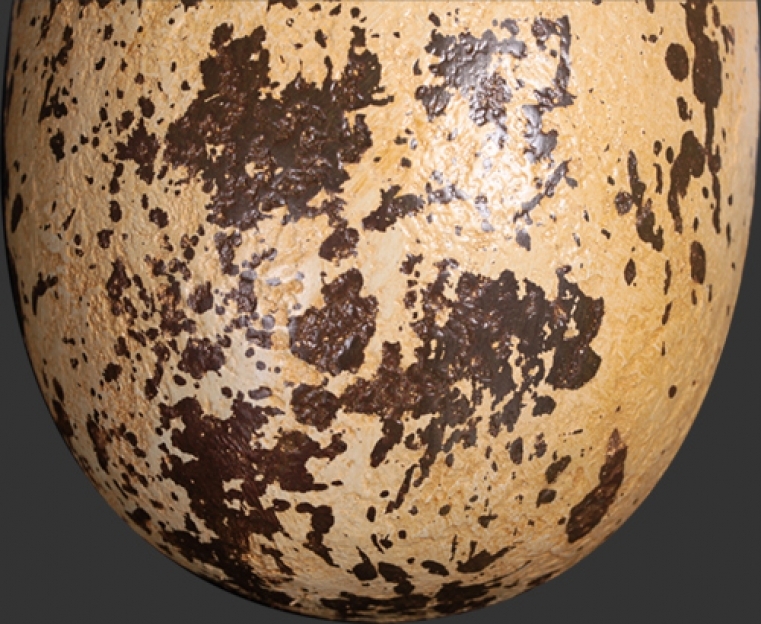 Dinosaur Theropod Egg 12"