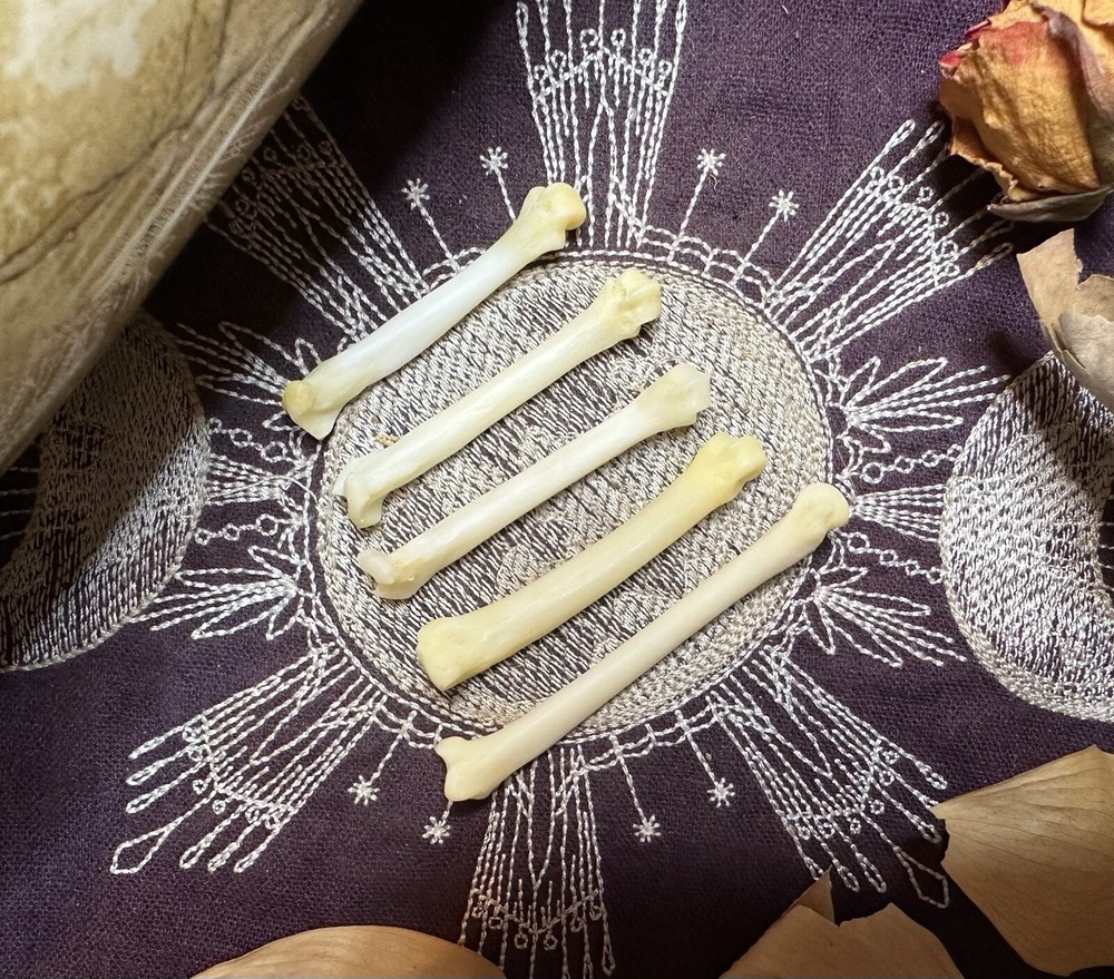 Bobcat Foot Bones, Ethically Sourced, Divination Items, Witchcraft