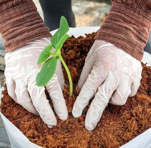 ORGANIC COMPOST HYDROPONIC GROWING MEDIA | COCO COIR COCO PEAT 100% NATURAL