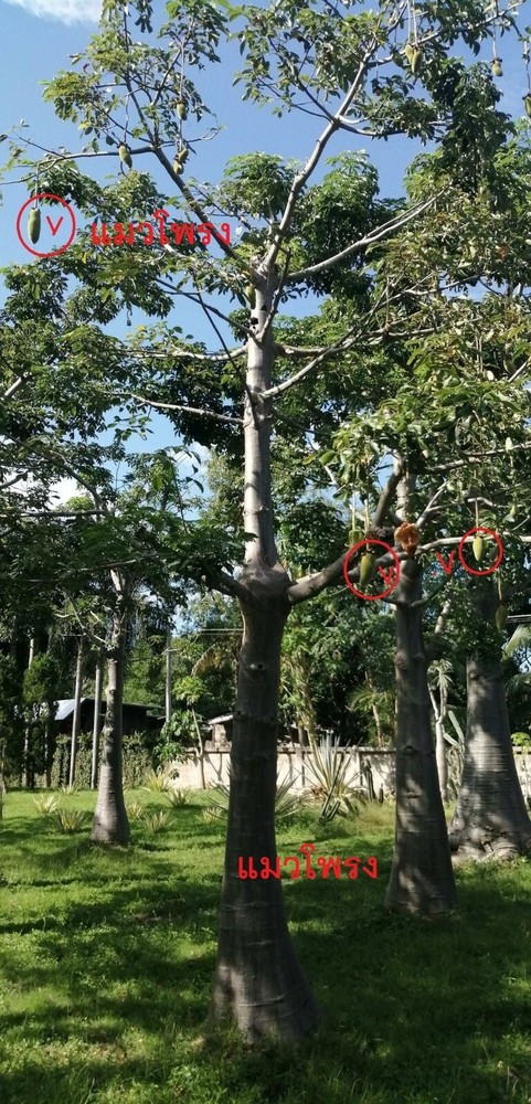 Baobab Digitata Baobab fresh 100 seeds