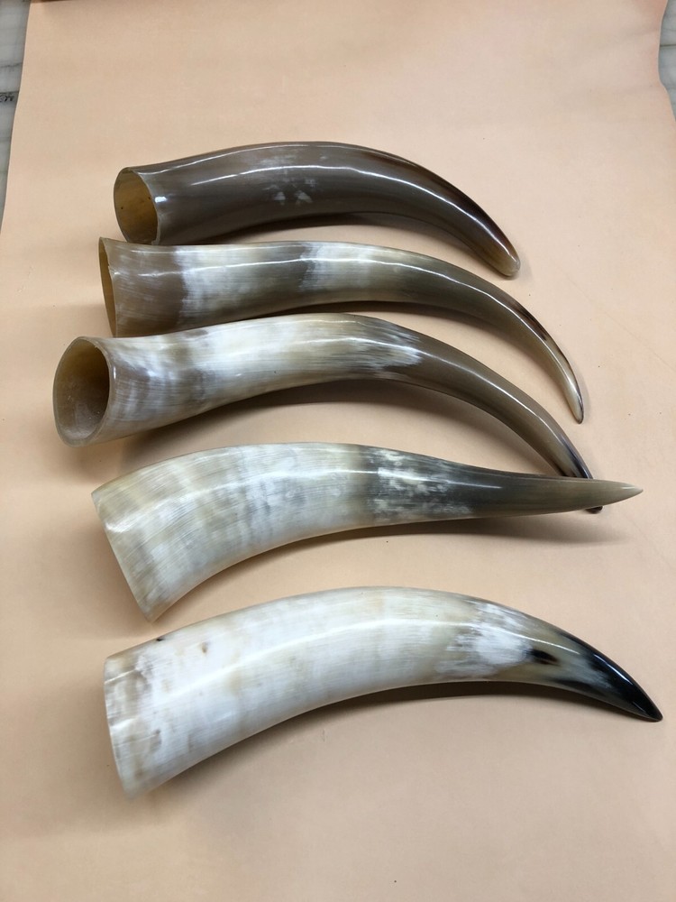 5 Raw Polished Horns