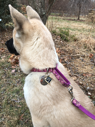 Pet Dog Cat Engraved ID Identification Emergency Tags