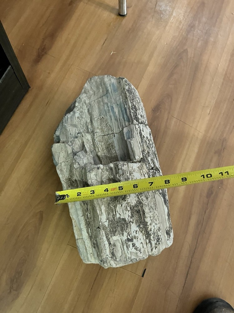 Petrified Wood