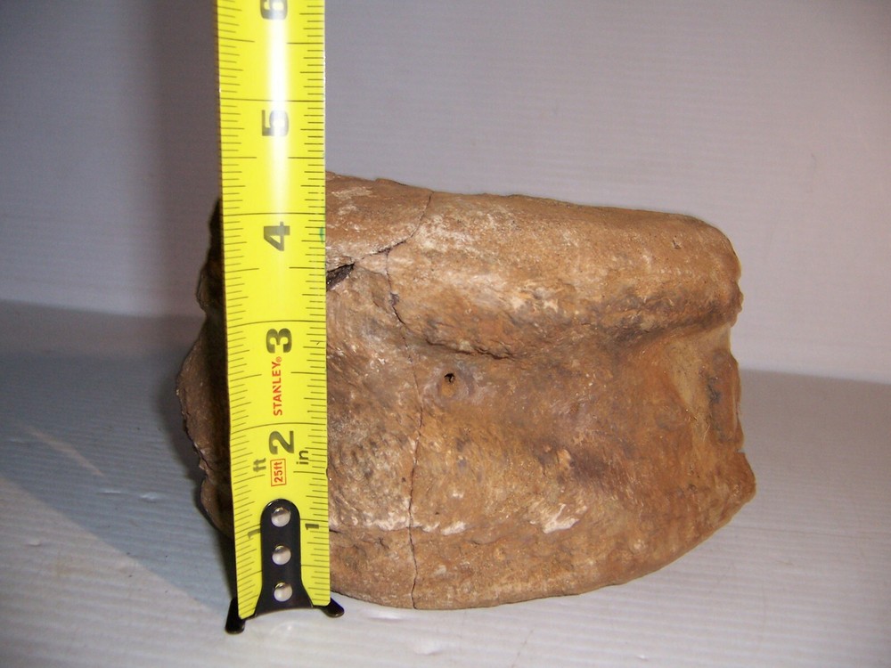 Fossil Bone Dinosaur Vertebrae 7" x 5" x 4 1/4"