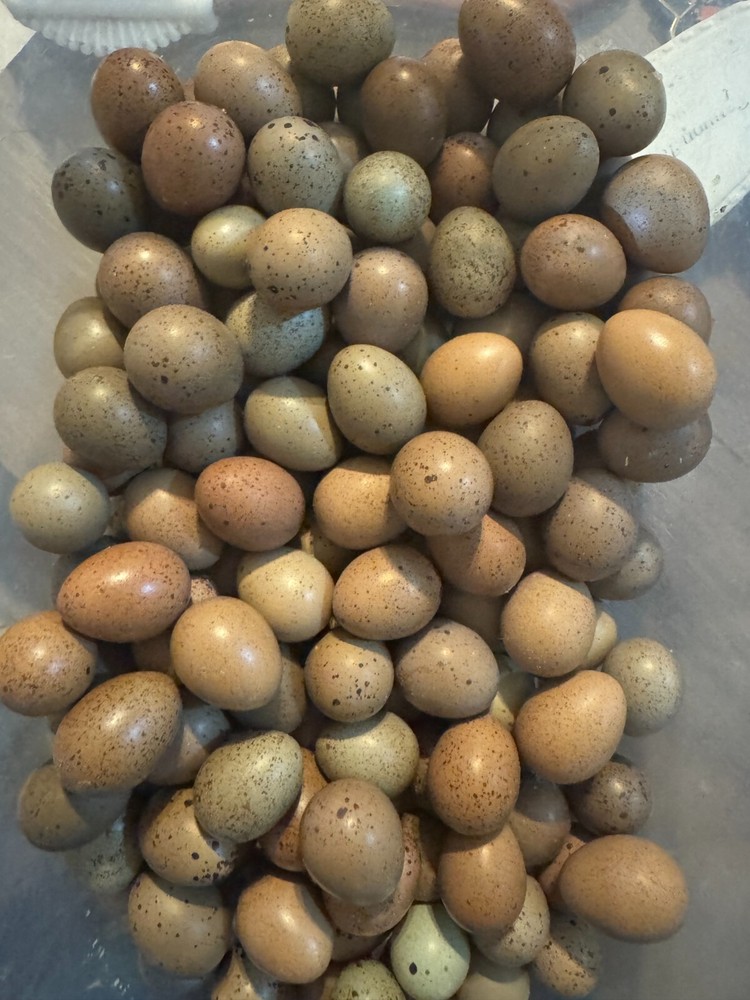 40 Button Quail Hatching Eggs Multiple Colors