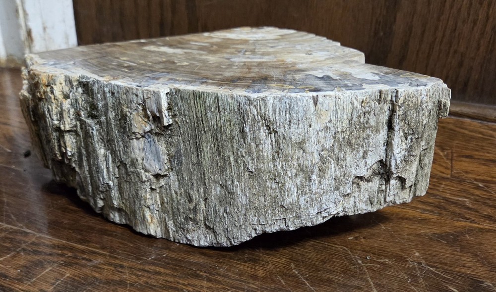 14+ Pounds Petrified Wood
