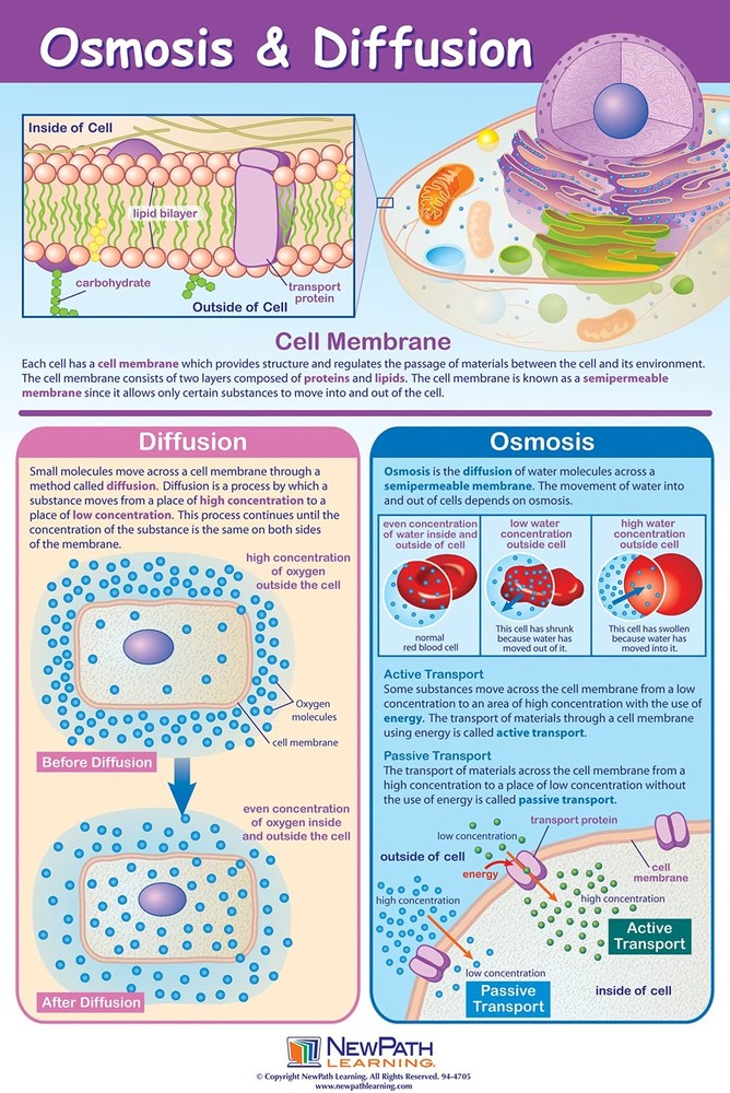 NewPath Learning Structure & Processes Posters, Set/4 (Cells, Osmosis/Diffusion,