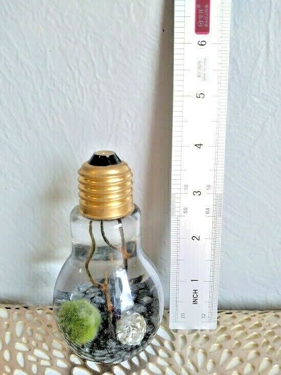 Miniature Marimo Moss Ball Terrarium