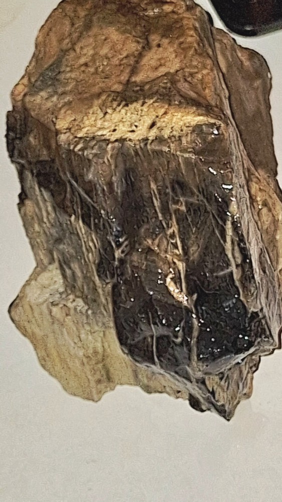 petrified wood log