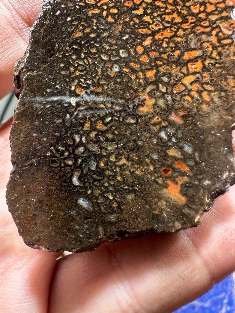 Dinosaur bone rough **hxtled end cut.