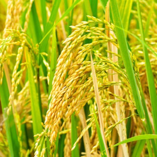 Ceylon Hydroponic Growing Medium Aquodic Rice Husk Hulls 100% Organic Pure
