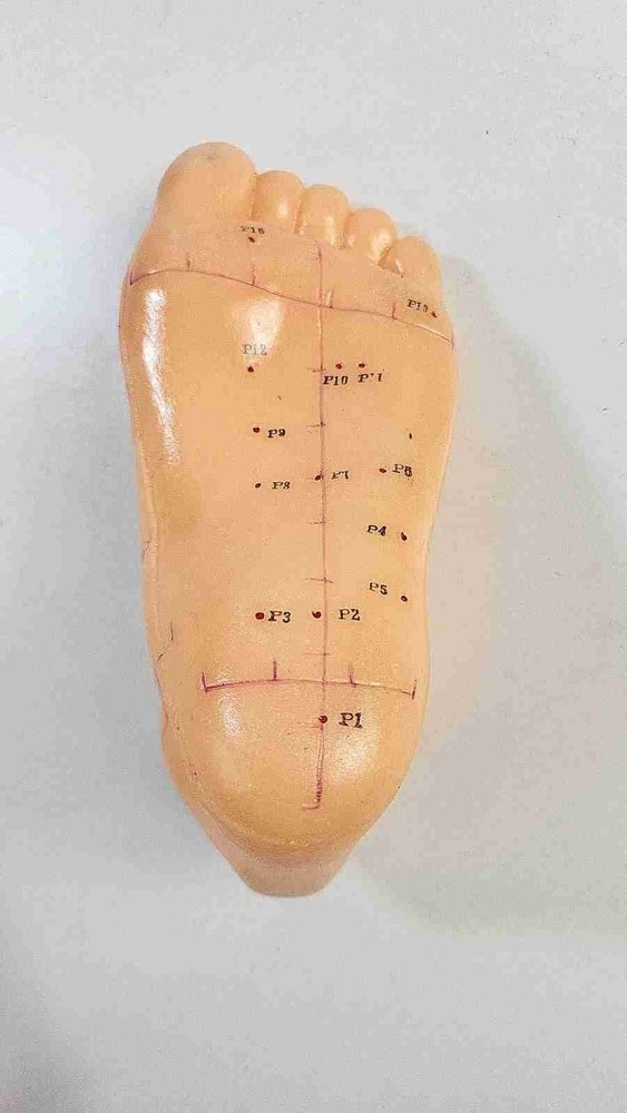 Acupuncture Foot Model - Reflexology Teaching Aid - Meridians & Pressure Points
