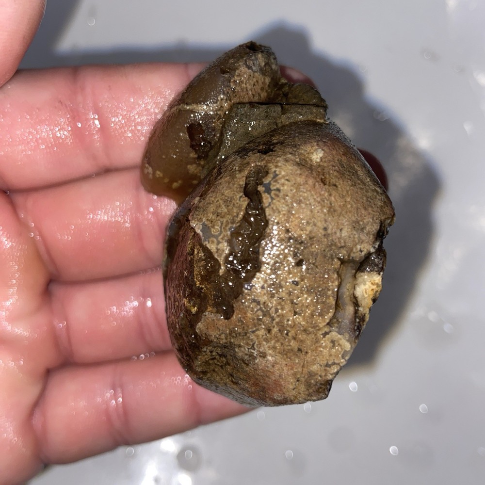 Very Unique Double Celled Agate Rough Stone 4 Oz
