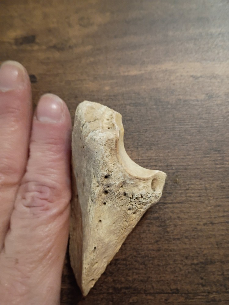 fossilized small sloth toe