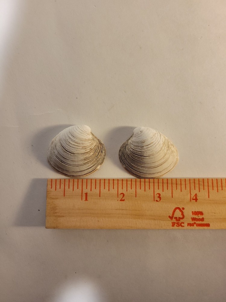 Northern Quahog Specimen