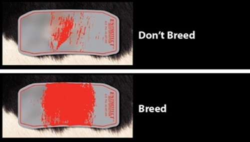 Estrotect Heat Detectors 50ct Fuchsia