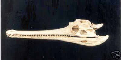 GANGES GAVIAL  SKULL  REPLICA