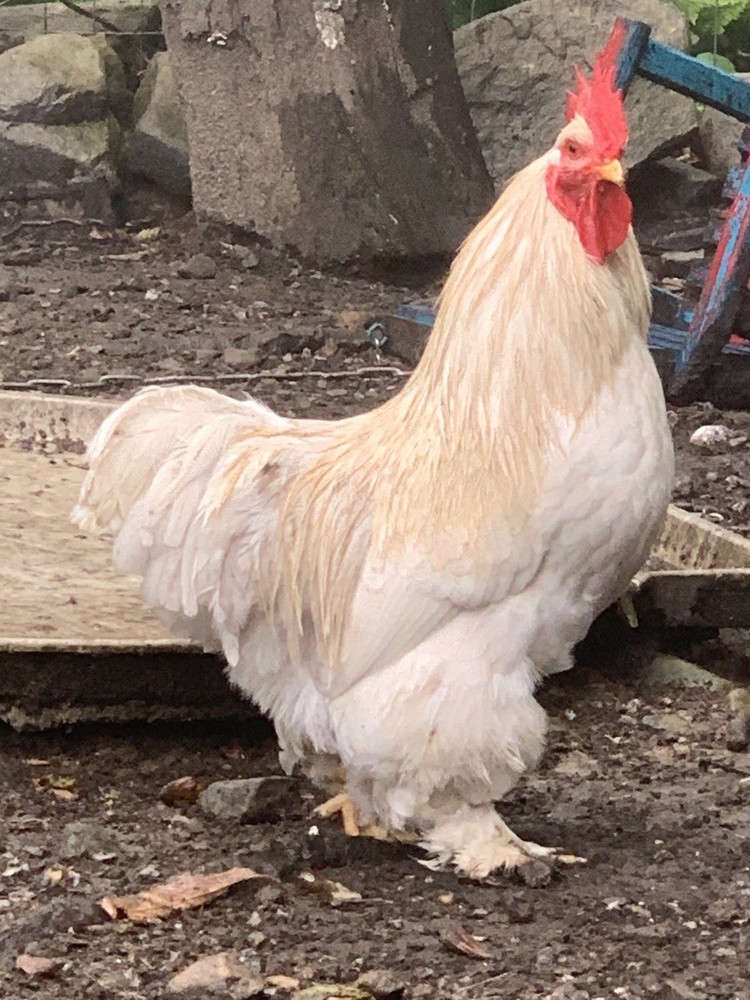 Bantam Cochin Eggs