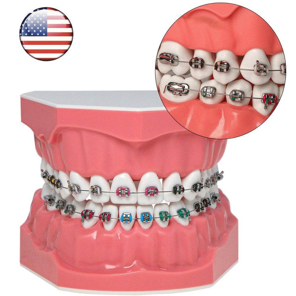 US Dental Typodont Demo Teeth Model1:1 Brushing Flossing Teaching Practice Study