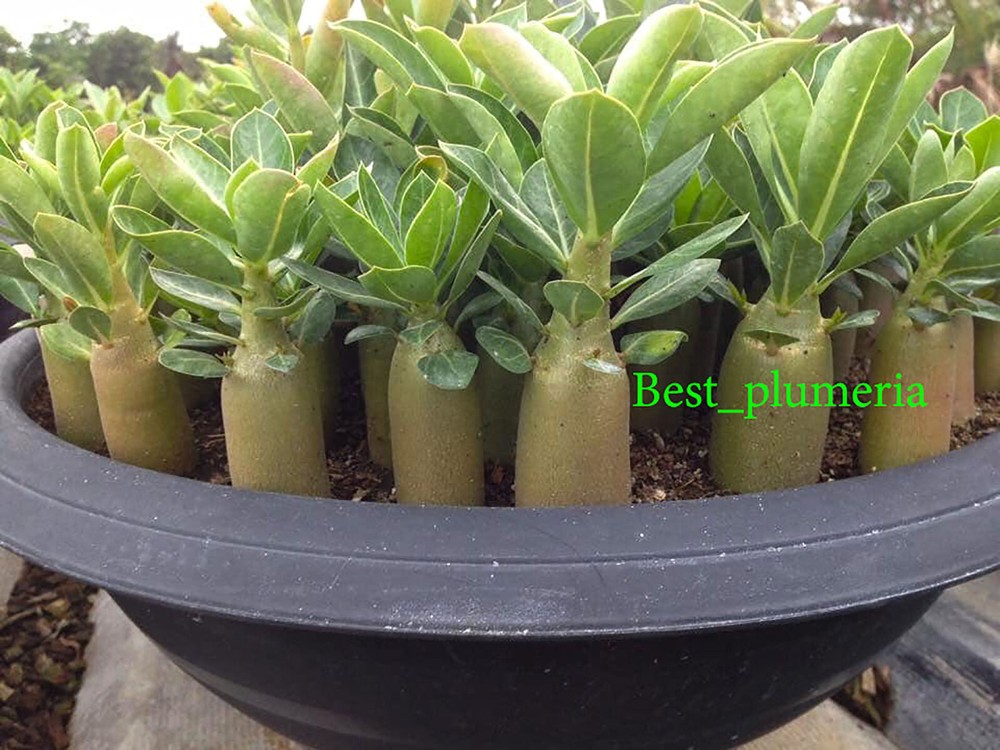 Adenium Arabicum " Mixed 9 TYPES " 105 Seeds RARE!!
