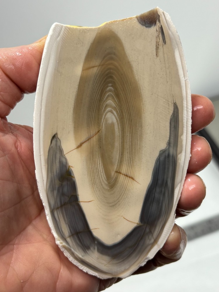 Polish Flint end cut slab w Orbs Cabbing Lapidary Combo Ship Avail