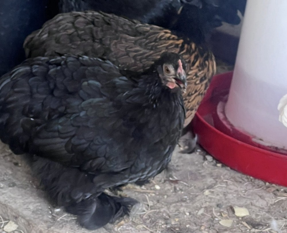 12 Batam Mix Barnyard.