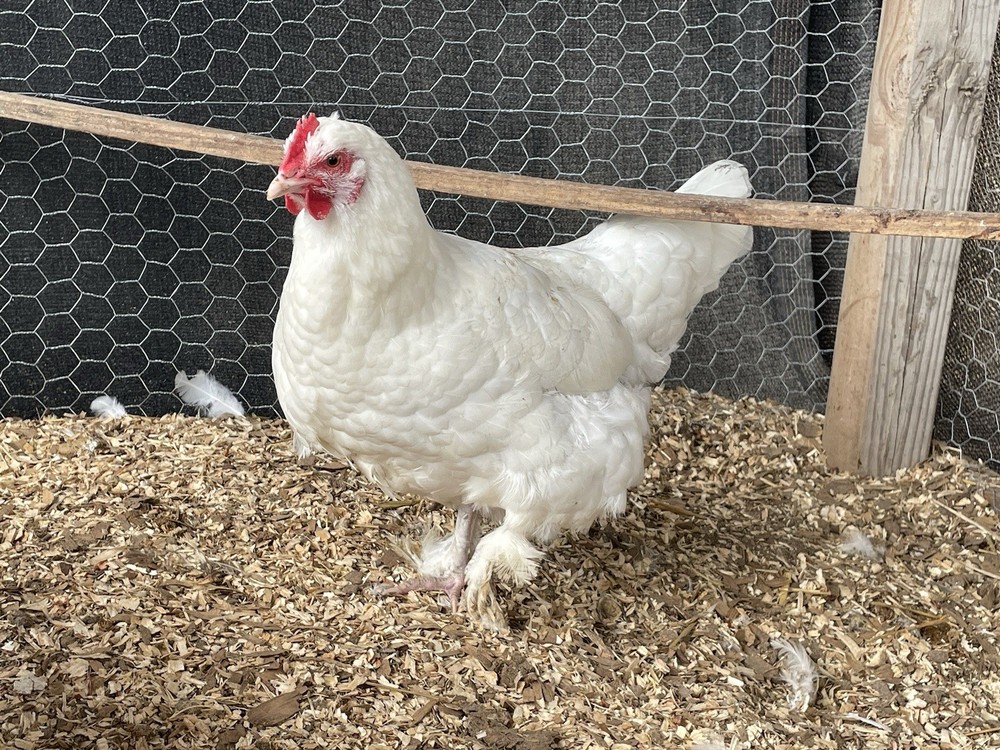 White Maran Hatching Eggs 12 + Eggs