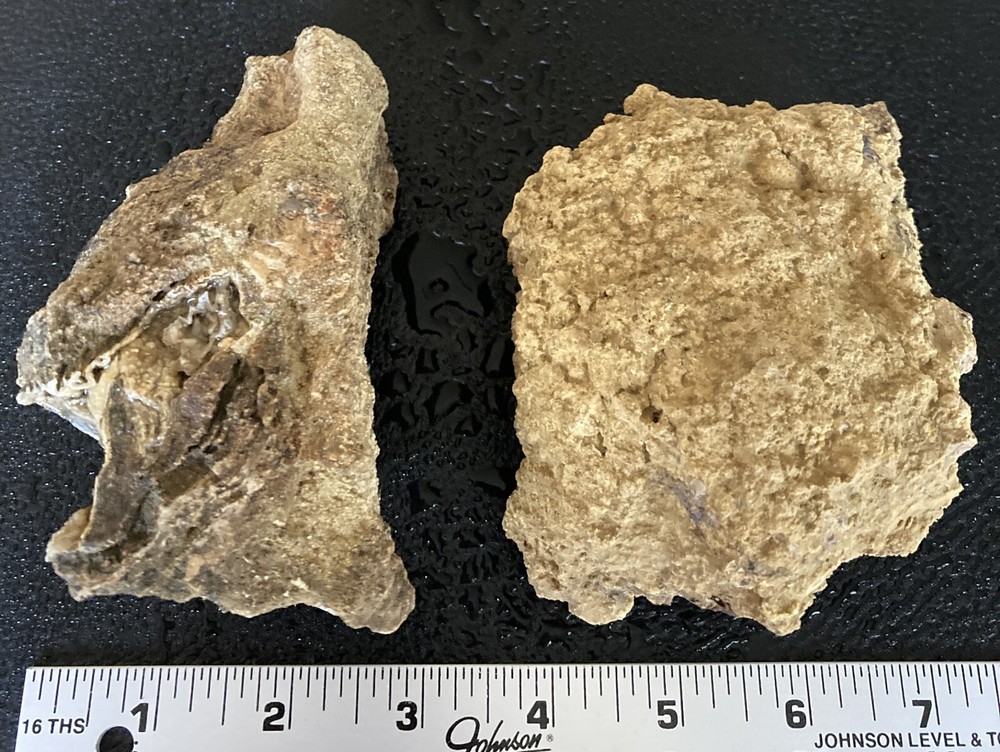 2 Petrified Wood Chunks embedded in Limestone - 2.2LBS