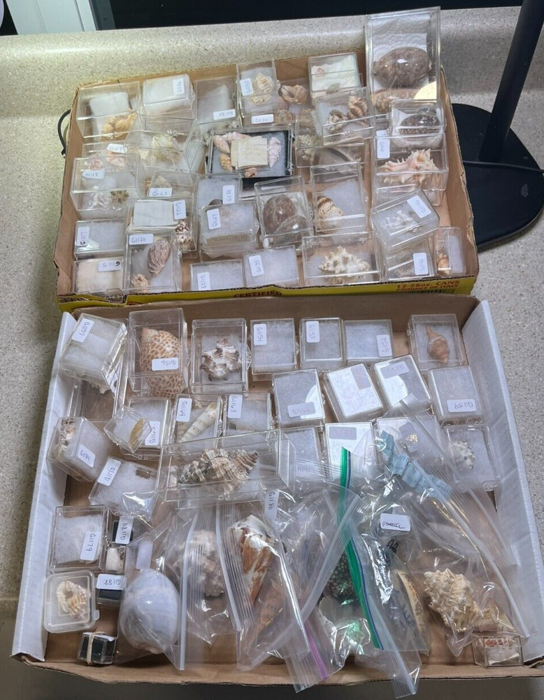 G1118~ CHOICE Seashell- PRIVATE Collection -Vintage Shells (use Dropdown Menu)