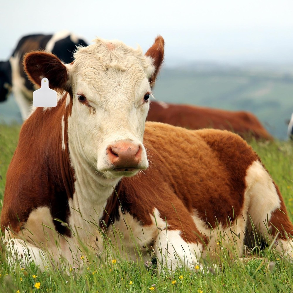 100 Blank Livestock Ear Tags for Cattle Identification - Durable Versatile