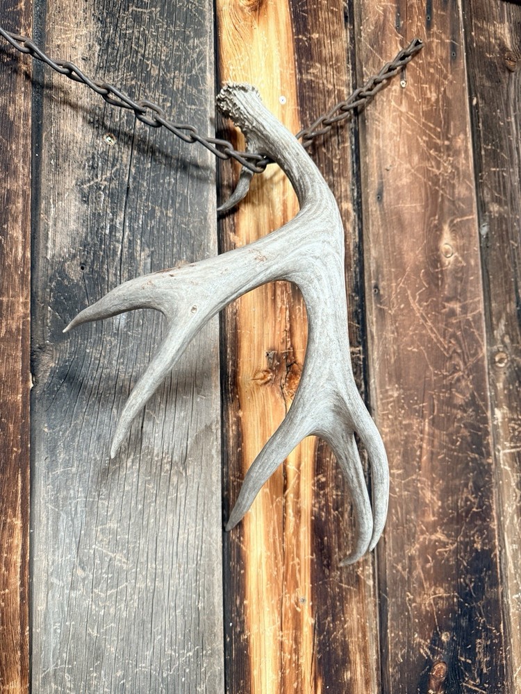Mule Deer Shed ~ Deer Antler ~ Decor