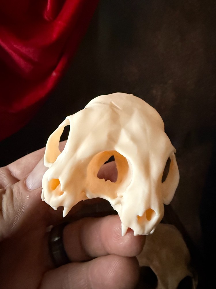 Conjoined Cat Skull Oddities and Curiosities replica (bone)